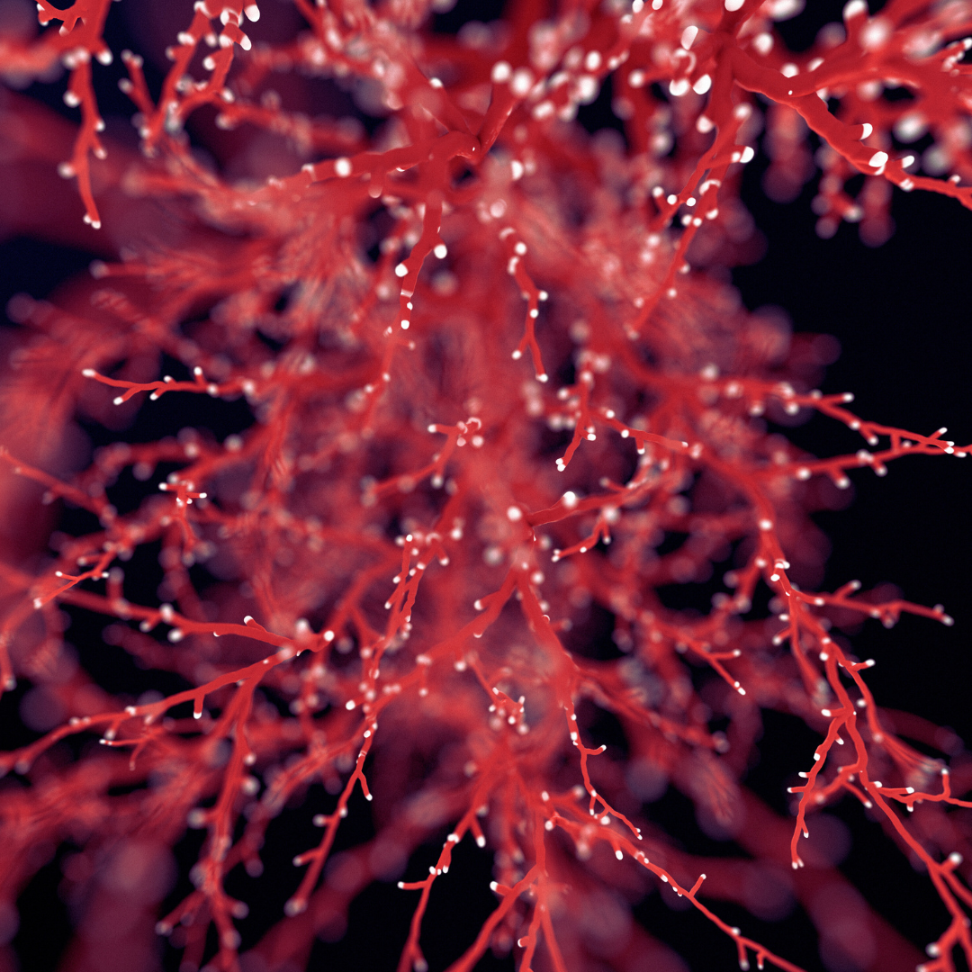 arterio-venous-anastomoses